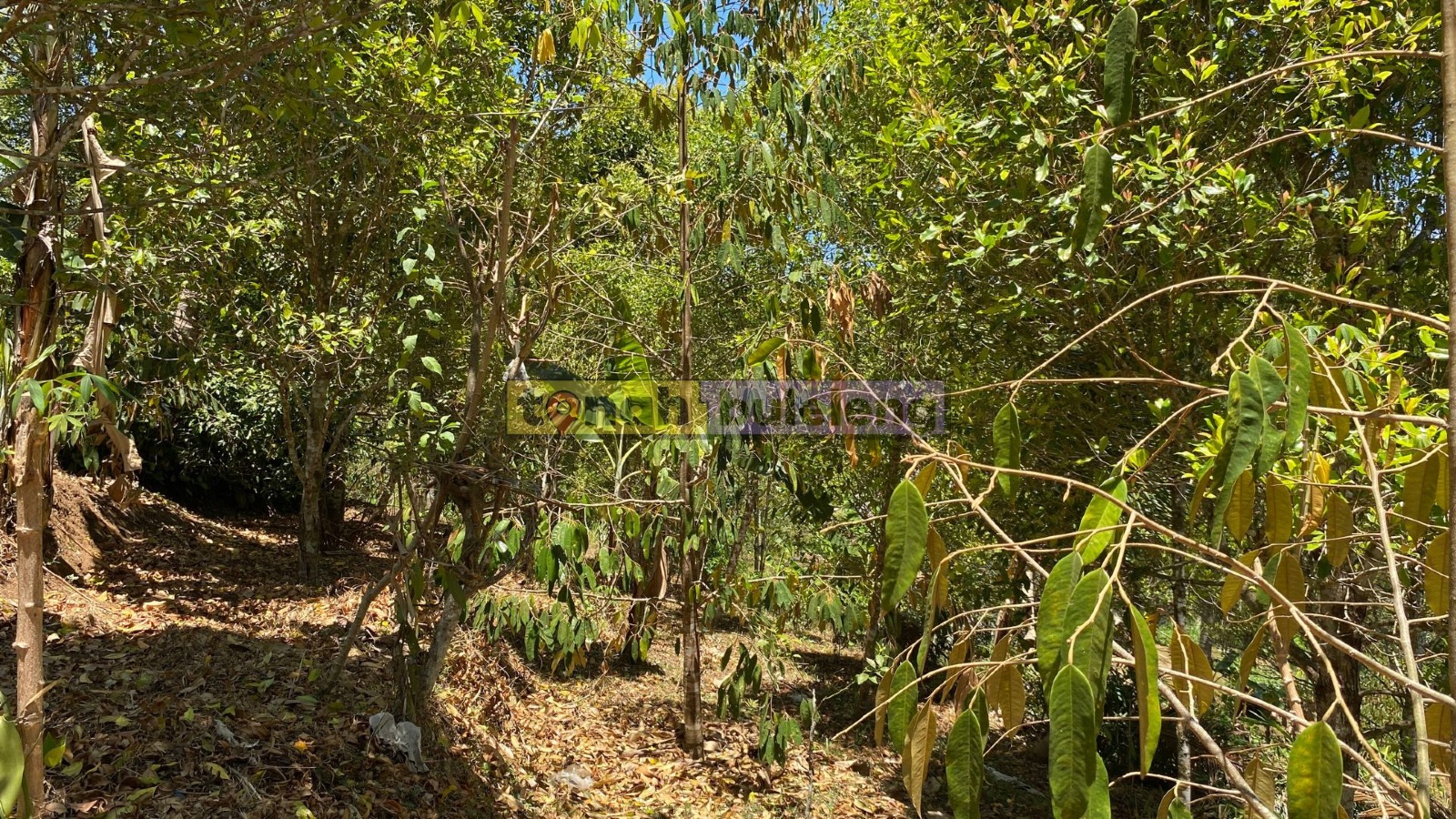 Tanah Buleleng - Tanah Kebun Pinggir Jalan Luas 7 are di Tigawasa - gambar 3